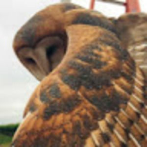 Meet your Posher, Chase